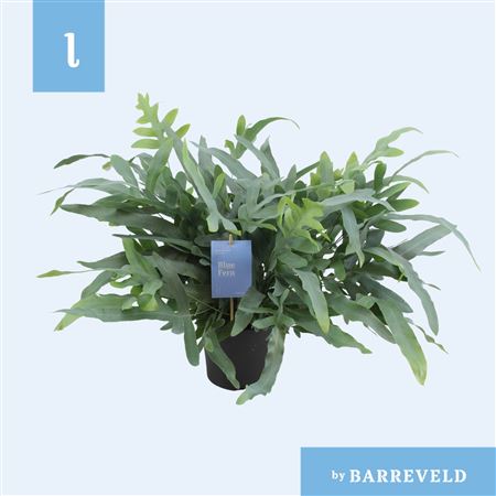 Phlebodium Blue Fern
