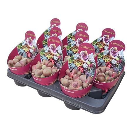 Pleiospilos Nelii Royal Flush Potcover