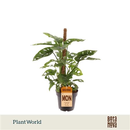 Monstera Obliqua 'monkey Leaf' Mosstok
