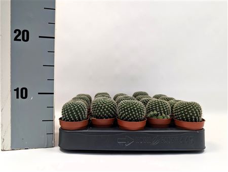 Rebutia Krainziana