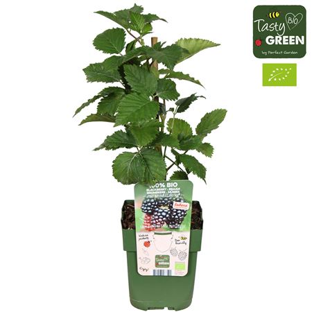 Rubus Navaho Bigandearly Bio