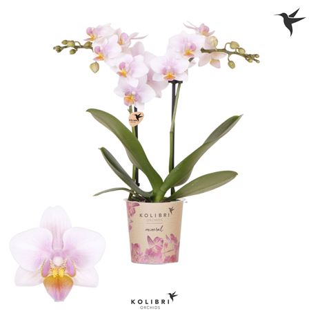 Phal Little Kolibri 2st Austria 22+ (ok)