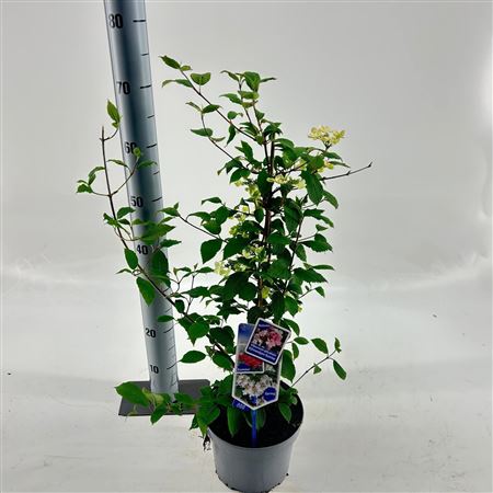 Viburnum Plic Kilimandjaro Sunrise