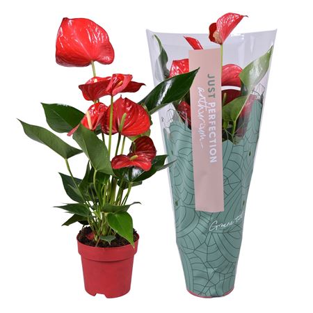 Anth An Minnesota Just Perfection Xl Flowers