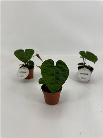 Anthurium Dark Phoenix