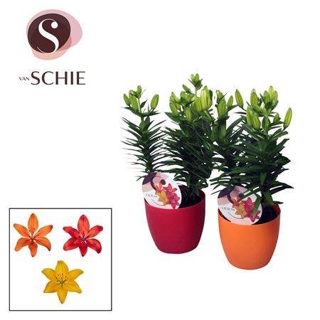 Lilium As Mix 3pp Decopot
