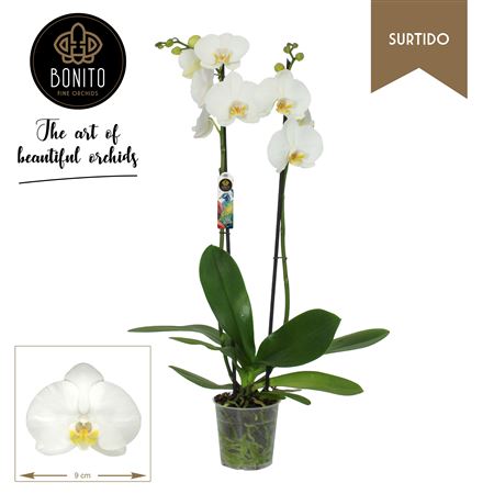 Phal 2st Surtido Nottingham 16+ (bonito)