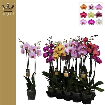 Phal 2st Mix 18+ (bernhard)