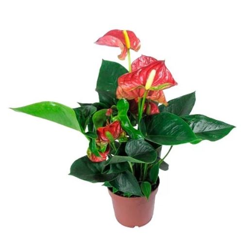 Антуриум андрианум Сиерра