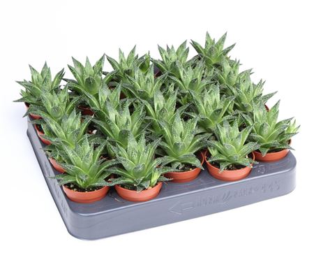 Haworthia Vivaldi
