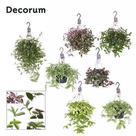 Tradescantia Mix