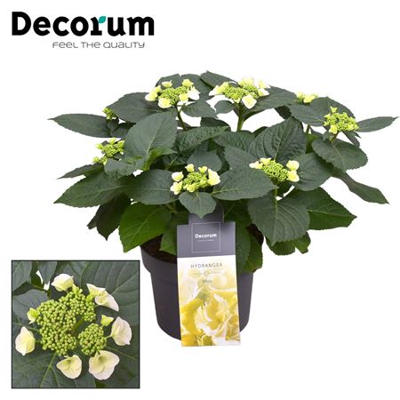 Hydrangea Teller Benxi White 7+ (decorum)