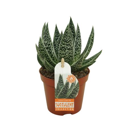 Gasteria D'clash