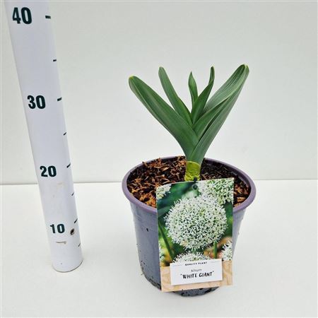 Allium White Giant.