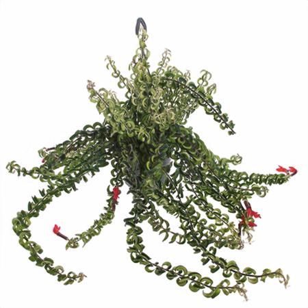 Эсхинантус Твистер подвесной | Оптовая цветочная компания «Флора Групп» Эсхинантус Твистер подвесной