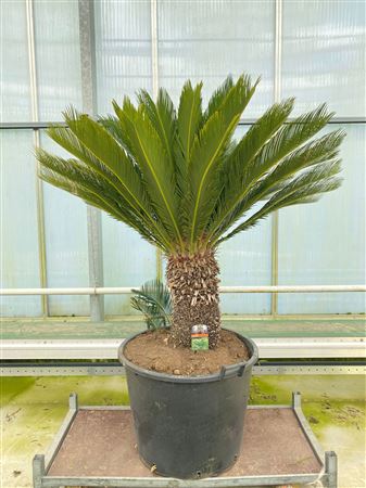 Cycas Revoluta