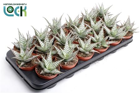 Aloe Somaliensis