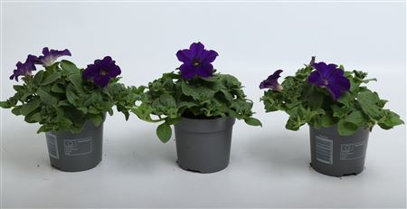 Petunia Surfinia Dark Blue