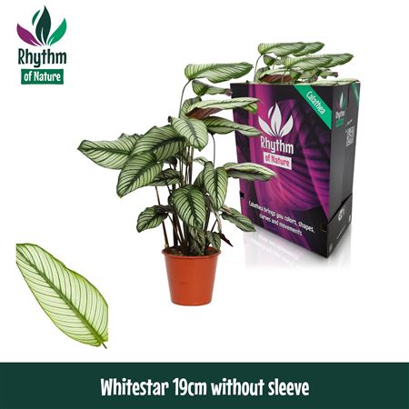 Calathea  Whitestar
