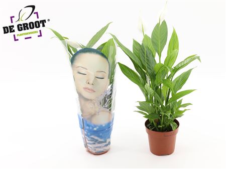 Spath Alana 3+ In Face Sleeve