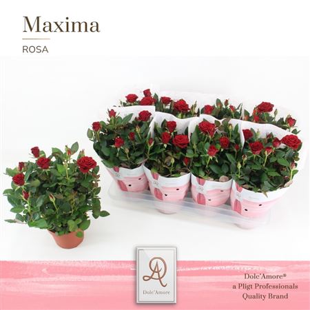 Rosa Red (dolc'amore)