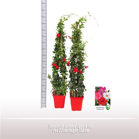 Mandevilla Pyramid Mix