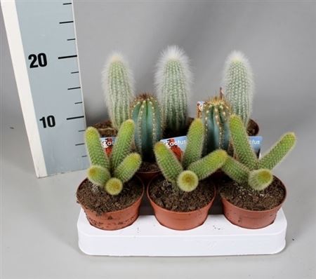 Cactus Zuil Mix On Row + Foto-etiket