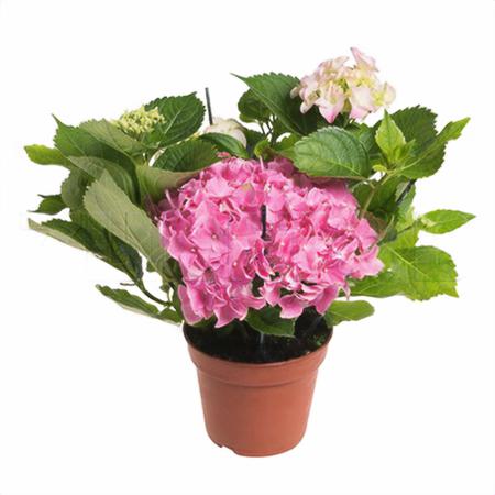 Гортензия розовая