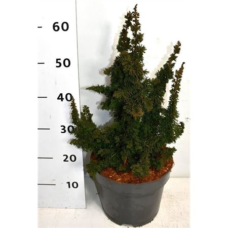 Thuja Occ Malonyana Holub