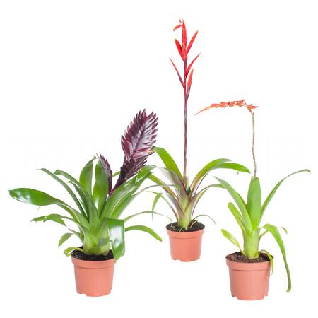 Бромелия Микс | Оптовая цветочная компания «Флора Групп» Бромелия Микс