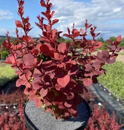 Барбарис тунберга Венеция