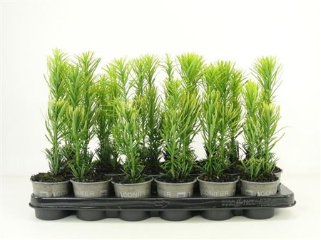 Cephalotaxus Harr Korean Gold