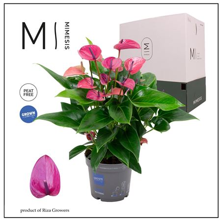 Anth An Karma Purple 6+