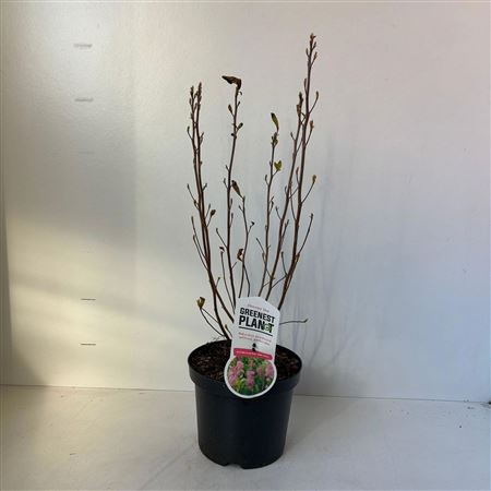 Clethra Alnifolia Ruby Spice