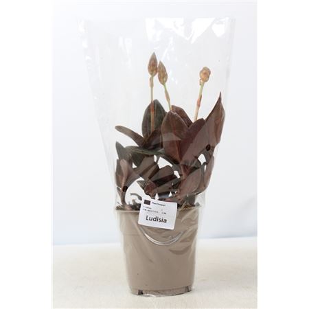 Ludisia Discolor M