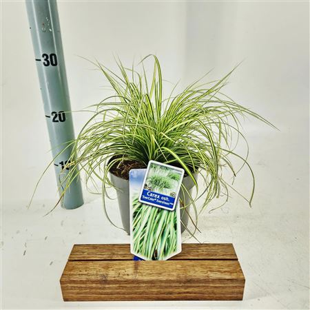 Carex Oshimensis Eversheen