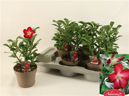 Adenium Xl Obesum Anouk
