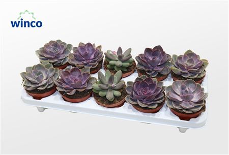 Echeveria Pink Mix