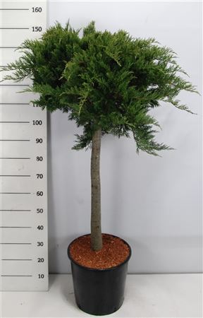 Juniperus Sabina Tamariscifolia On Stem