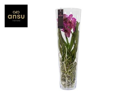 Vanda Lisanne 70 Cerise-fuchsia