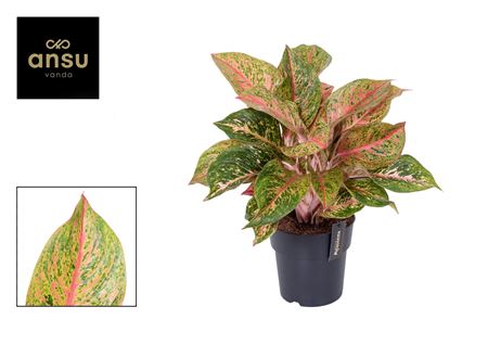 Aglaonema Samba Red