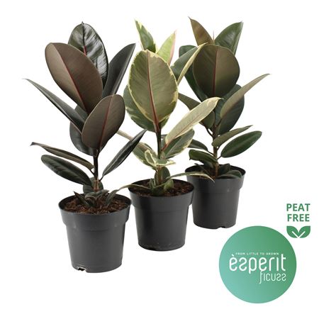 Ficus El Mix 3-4 Srt.