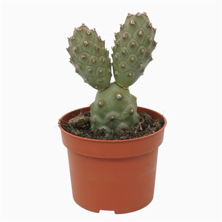Tephrocactus Articulatus
