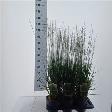 Molinia Caerulea Heidebraut