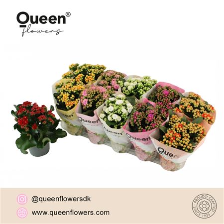Kalanchoe Mix P12 Queen