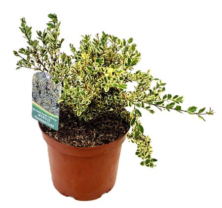 Myrtus Glanleam