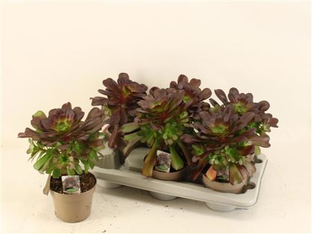 Aeonium Arboreum Zwaar Vertakt