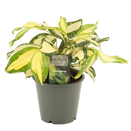 Dracaena Milky Way 12