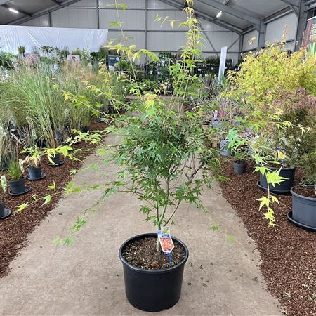 Acer Palm Katsura