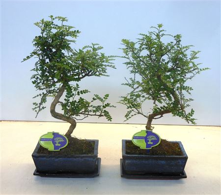 Zanthoxylum Piperitum, 20cm., Shape, With D